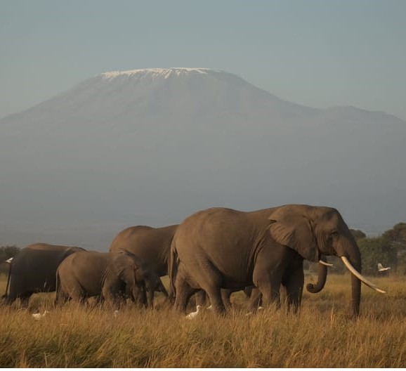 Elepahants at Mt.Kilimanjaro