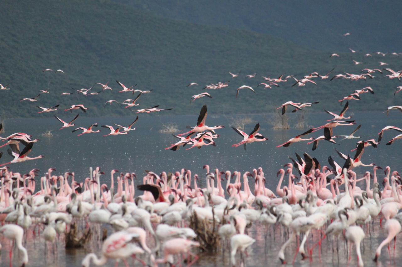 flamingoes in Lake Bogoria